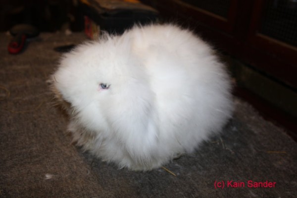 Zwergwidder-Angora mit starken Haarwachstum am Kopf, so mann schon davon ausgehen, dass dieses Tier das "Mähnengen" MM trägt