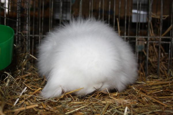 belgischer Zwergwidder-Angora mit übervollen Kopfschmuck >> NB