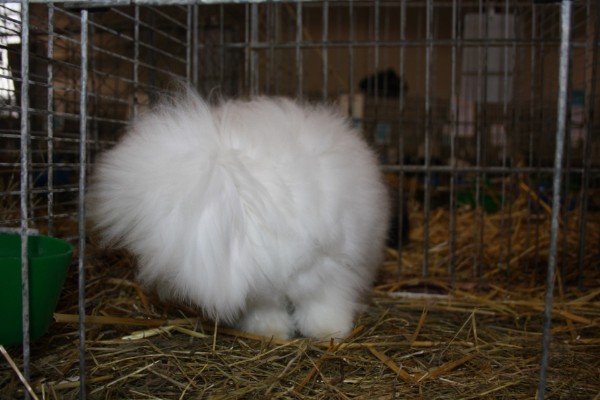 belgischer Zwergwidder-Angora mit übervollen Kopfschmuck >> NB